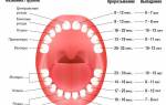 Сколько зубов меняется на постоянные