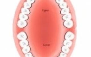 Сколько зубов на верхней челюсти человека