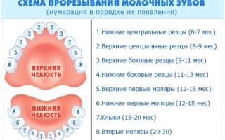 Порядок прорезывания молочных зубов