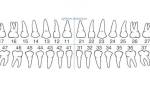 Расположение зубов по номерам