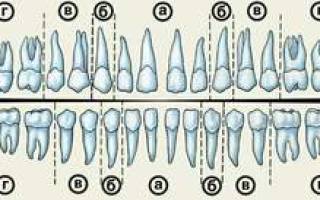 Зубы по номерам в стоматологии